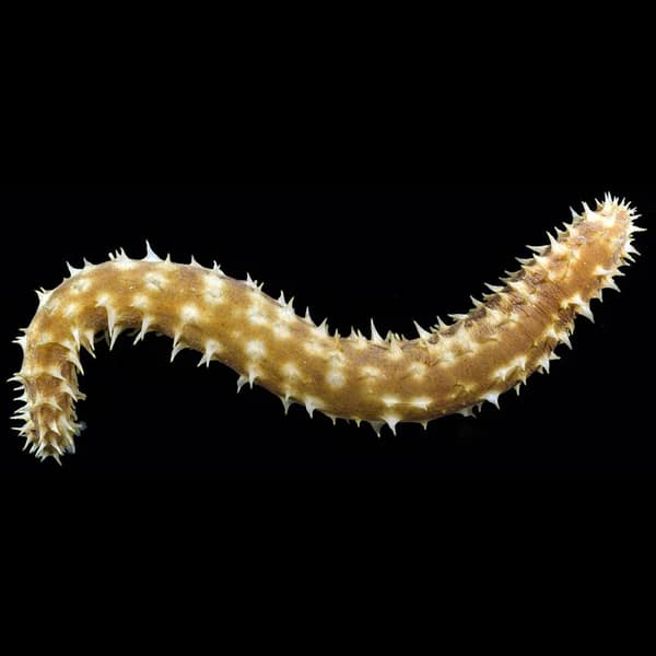 Tiger Tail Cucumber