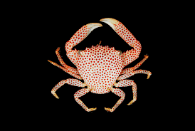 Red Spotted Coral Crab