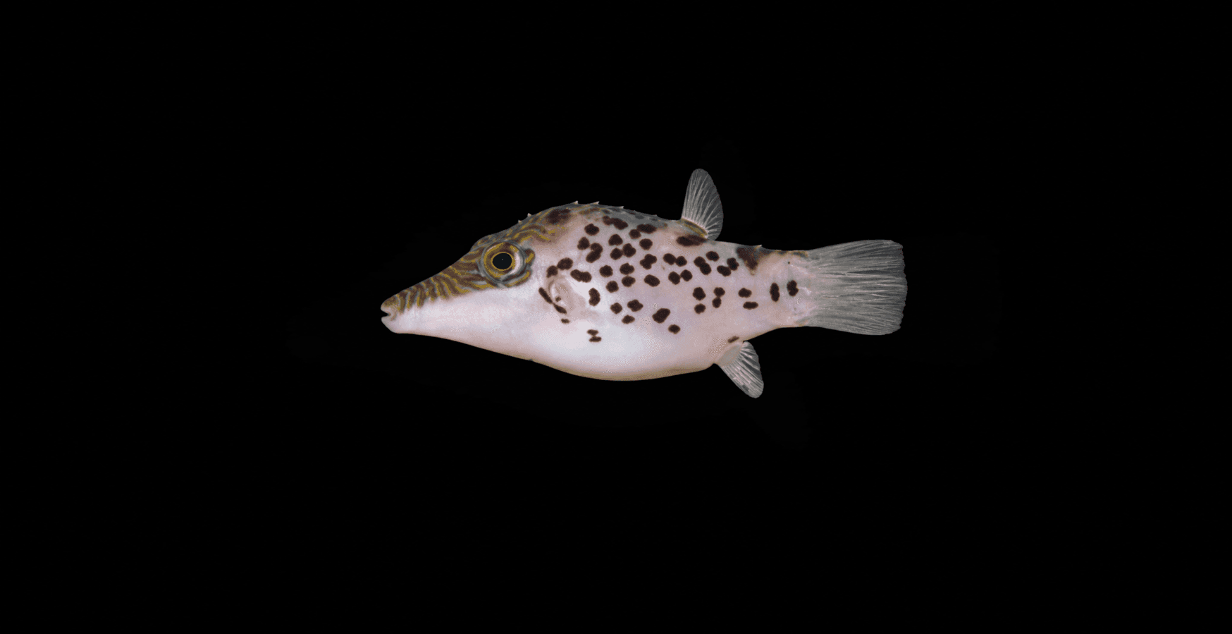 Leopard Puffer