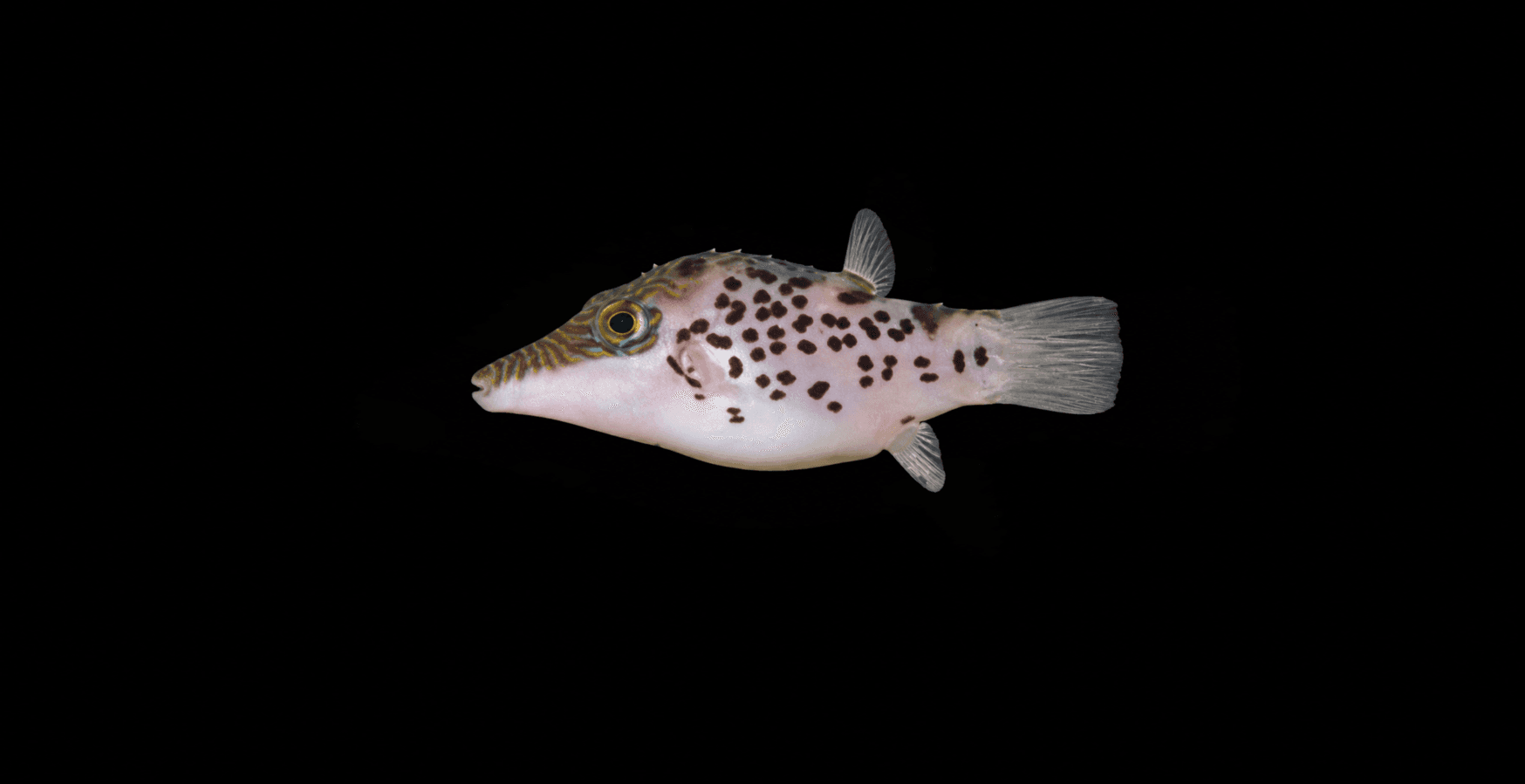 Leopard Pufferfish