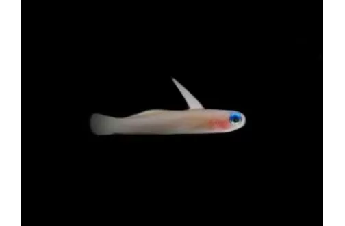 Blue Eye Nano Goby