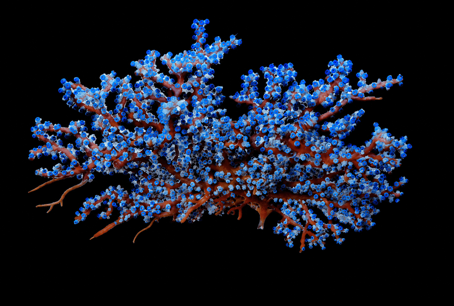 Blueberry Gorgonian