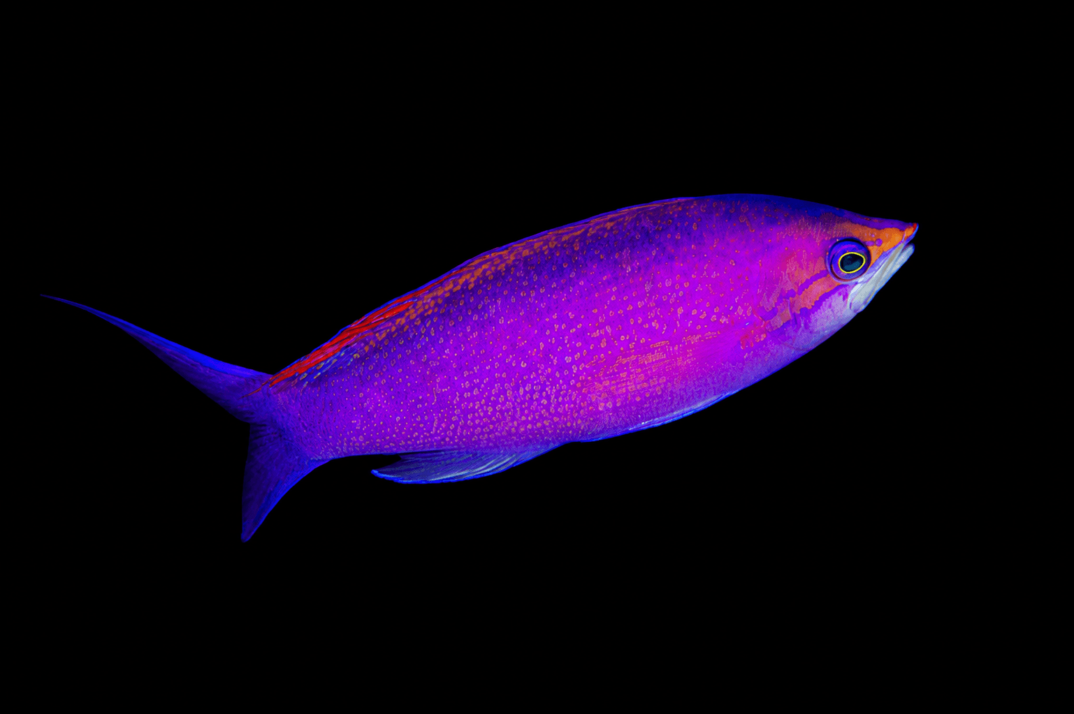 Amethyst Anthias