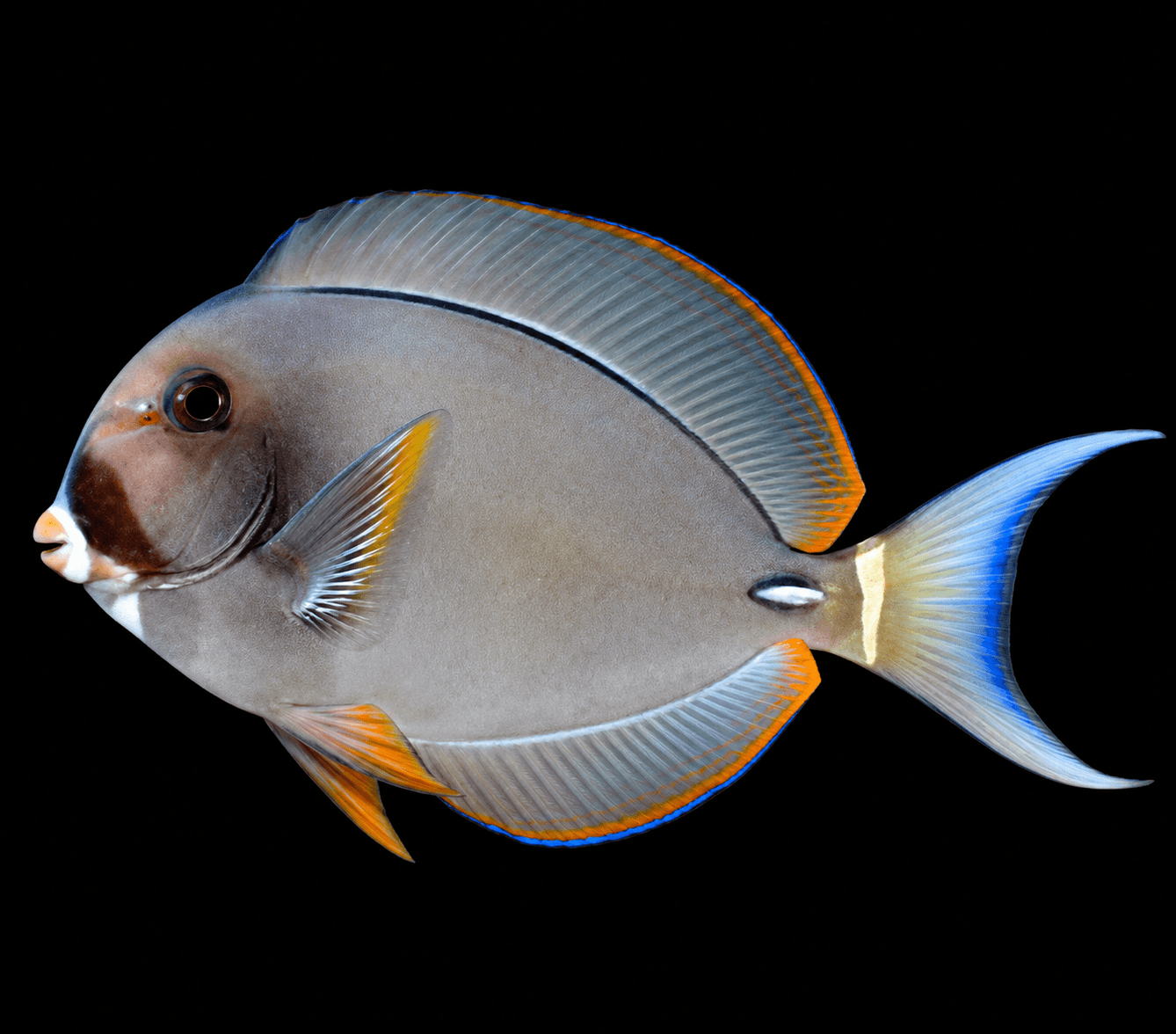 Pale Lipped Tang