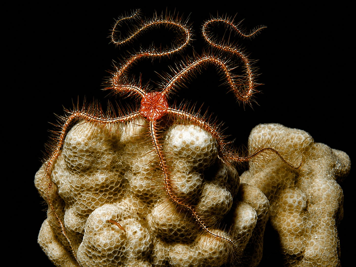 Sponge Brittle Sea Star