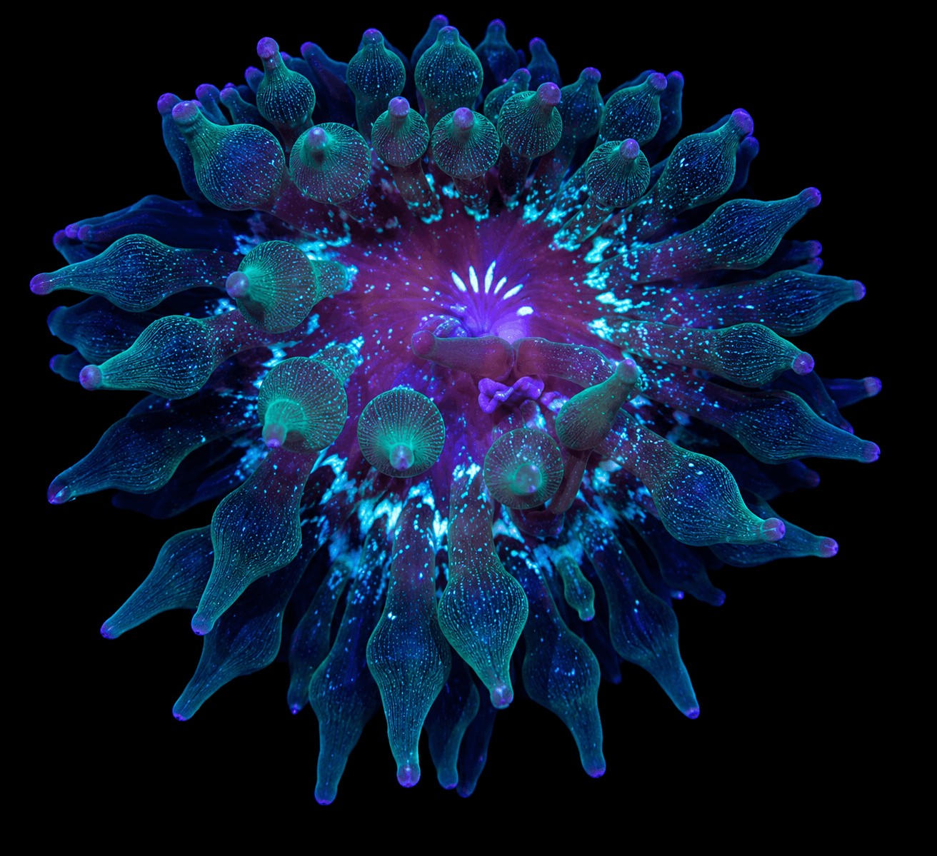 Nexus Joker Bubbletip Anemone