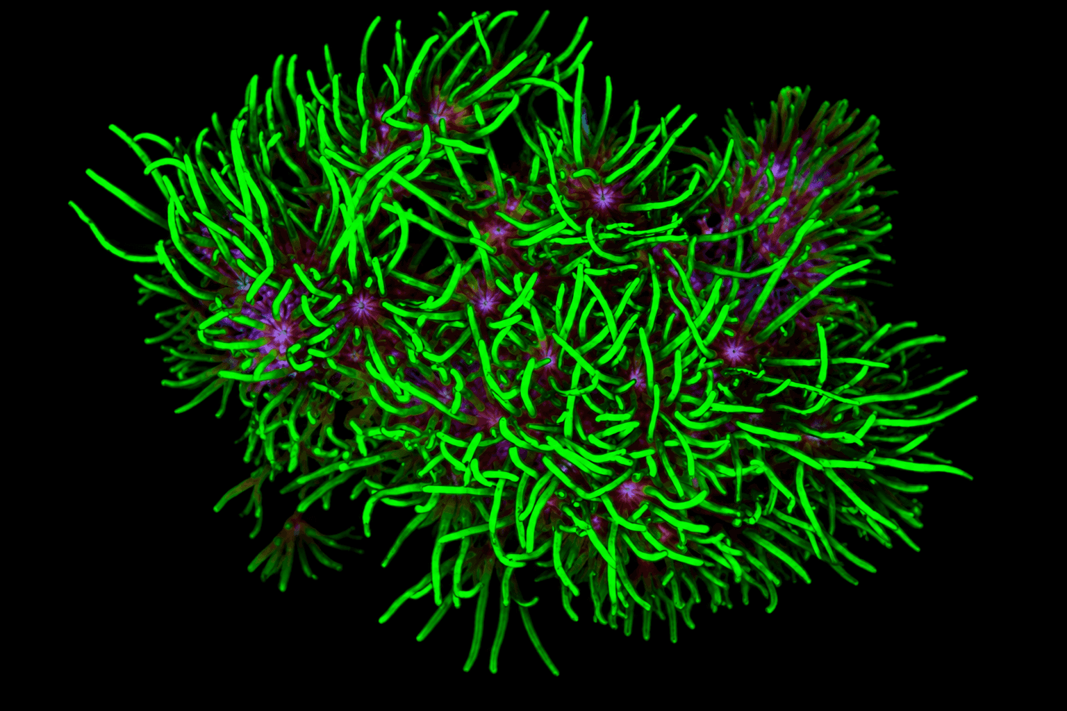 Green Star Polyp Frag