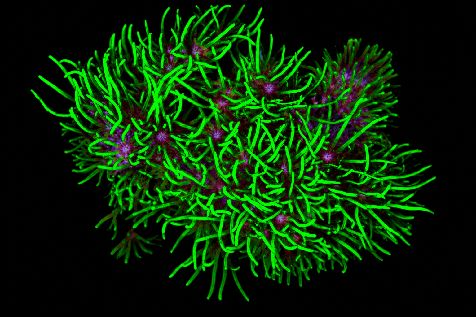 Green Star Polyp Frag
