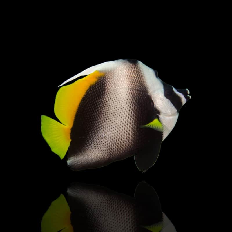 Singular Bannerfish