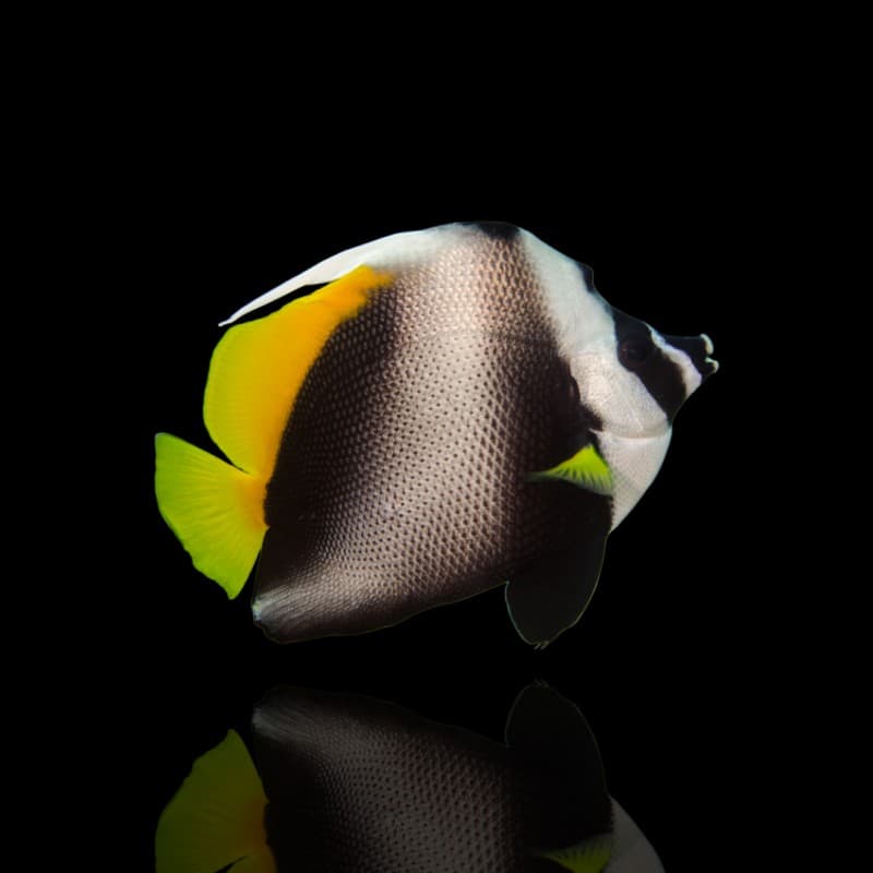 Singular Bannerfish