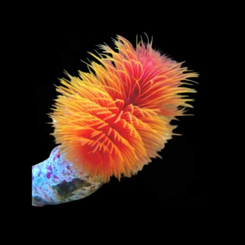 Coco Worm Orange Lg
