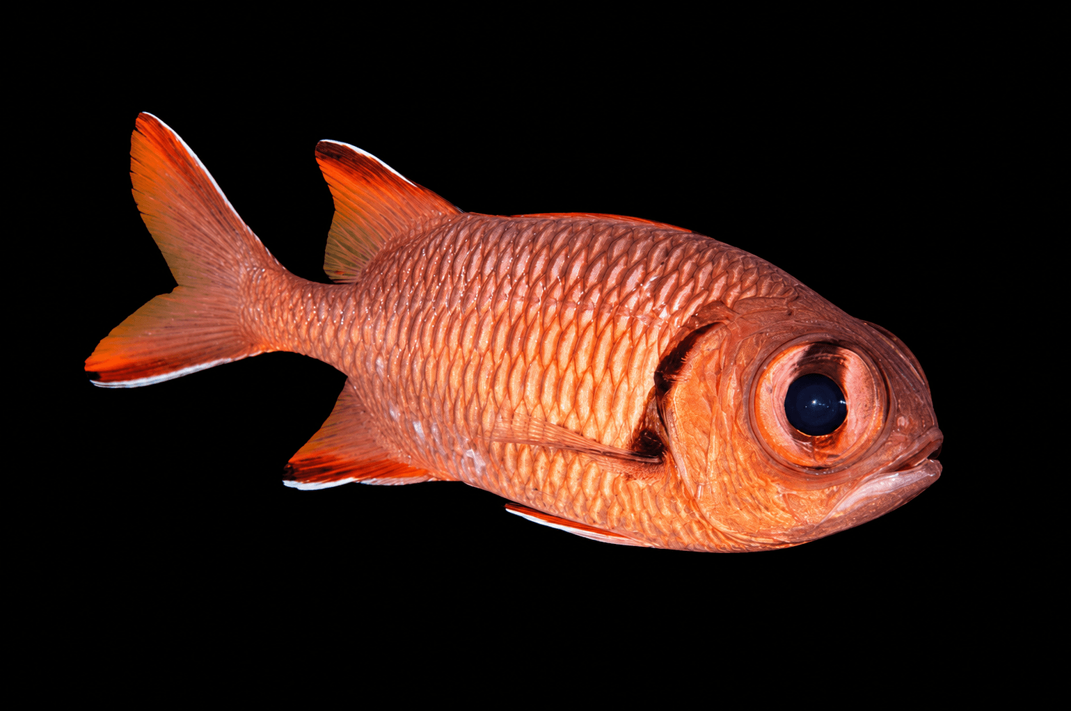 Crimson Soldierfish