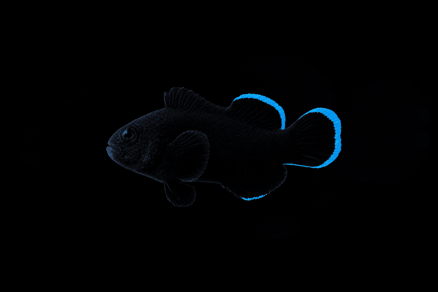 Midnight Ocellaris Clownfish