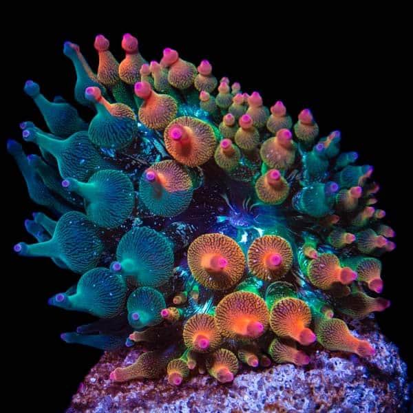 Nexus 50/50 Bubbletip Anemone