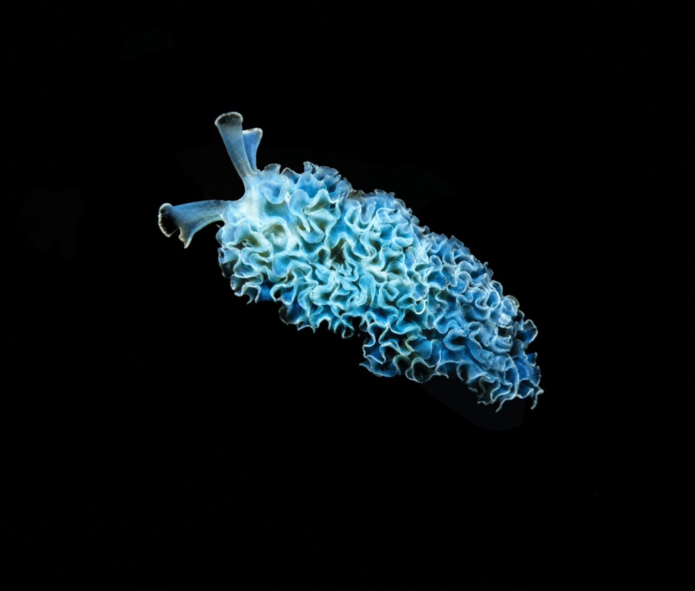 Lettuce Nudibranch