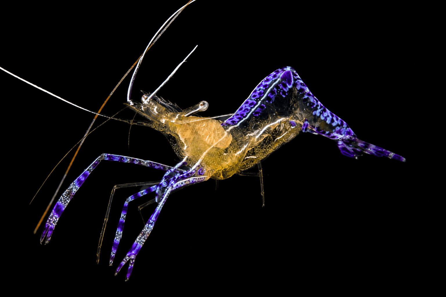 Penderson's Anemone Shrimp