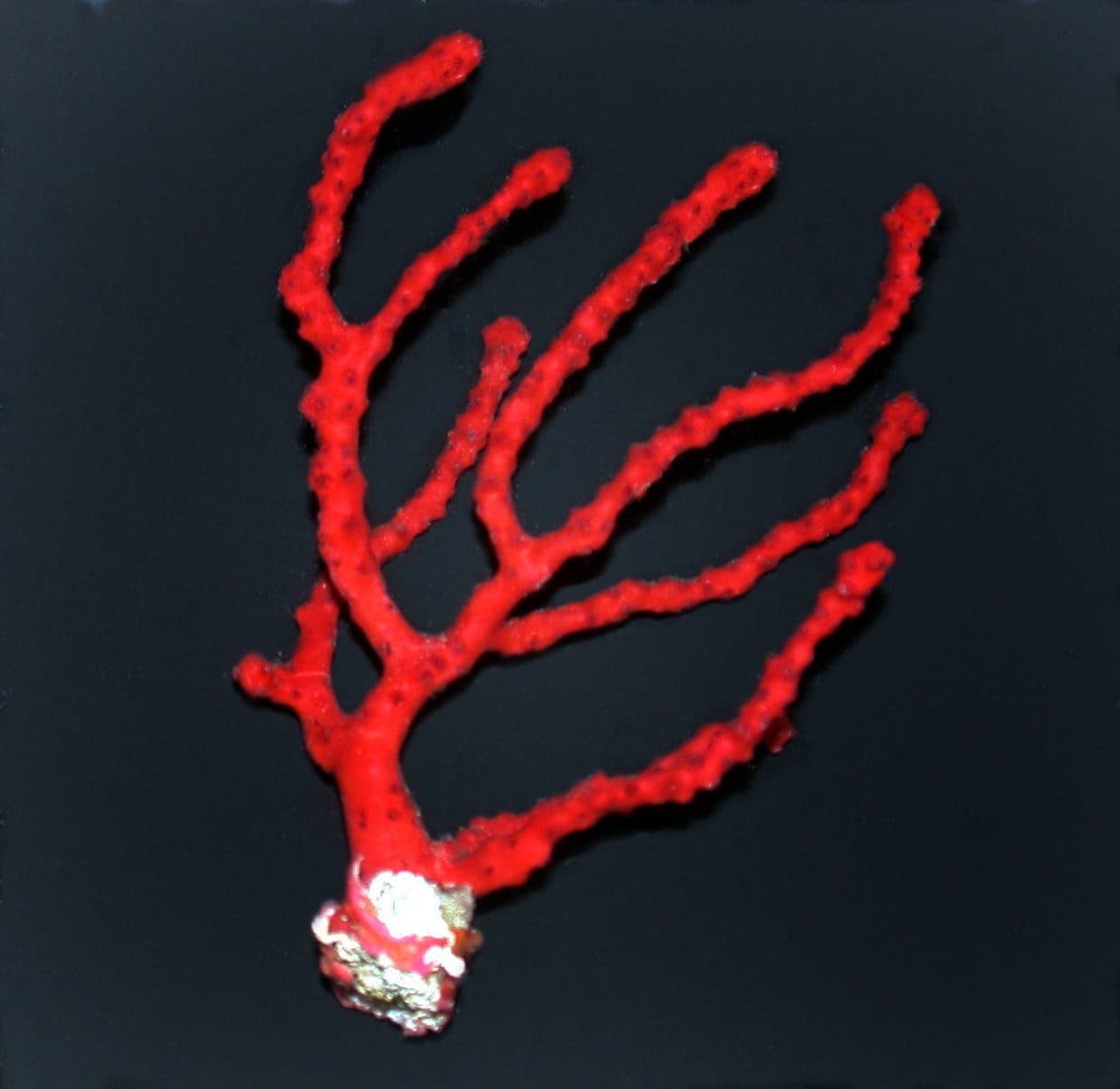 red finger Gorg