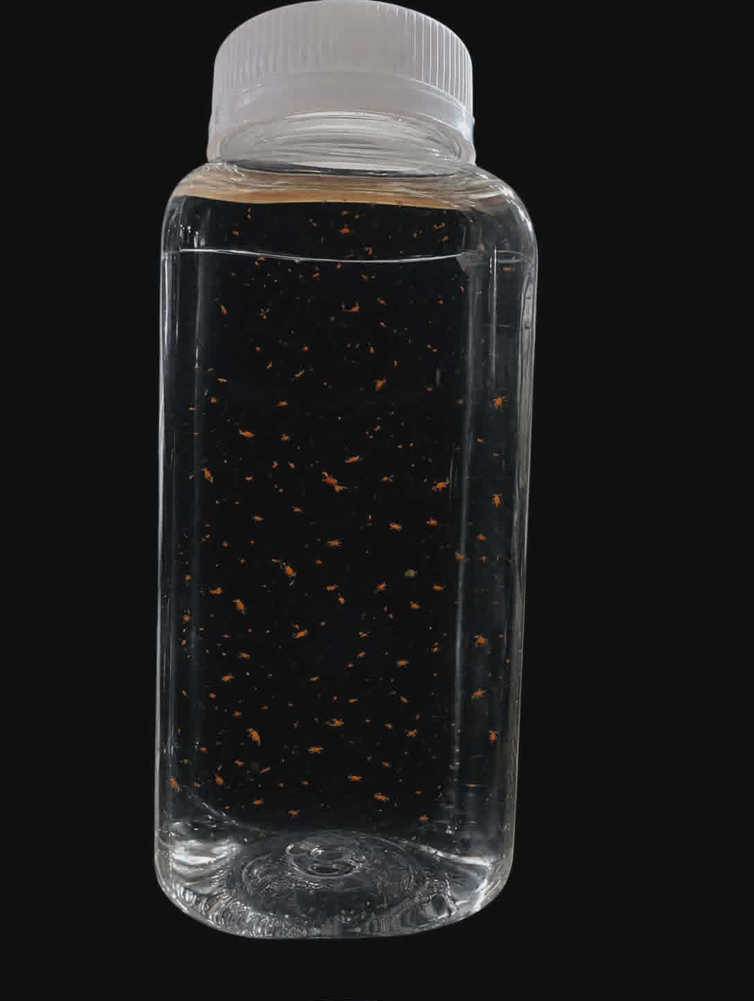 Copepods Mixed