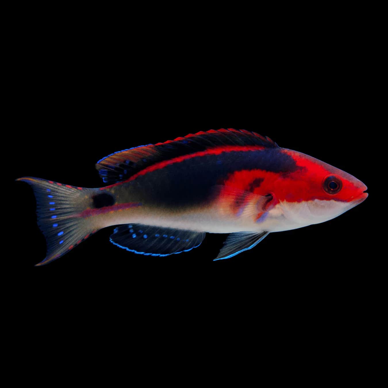 Pacific Exquisite Fairy Wrasse