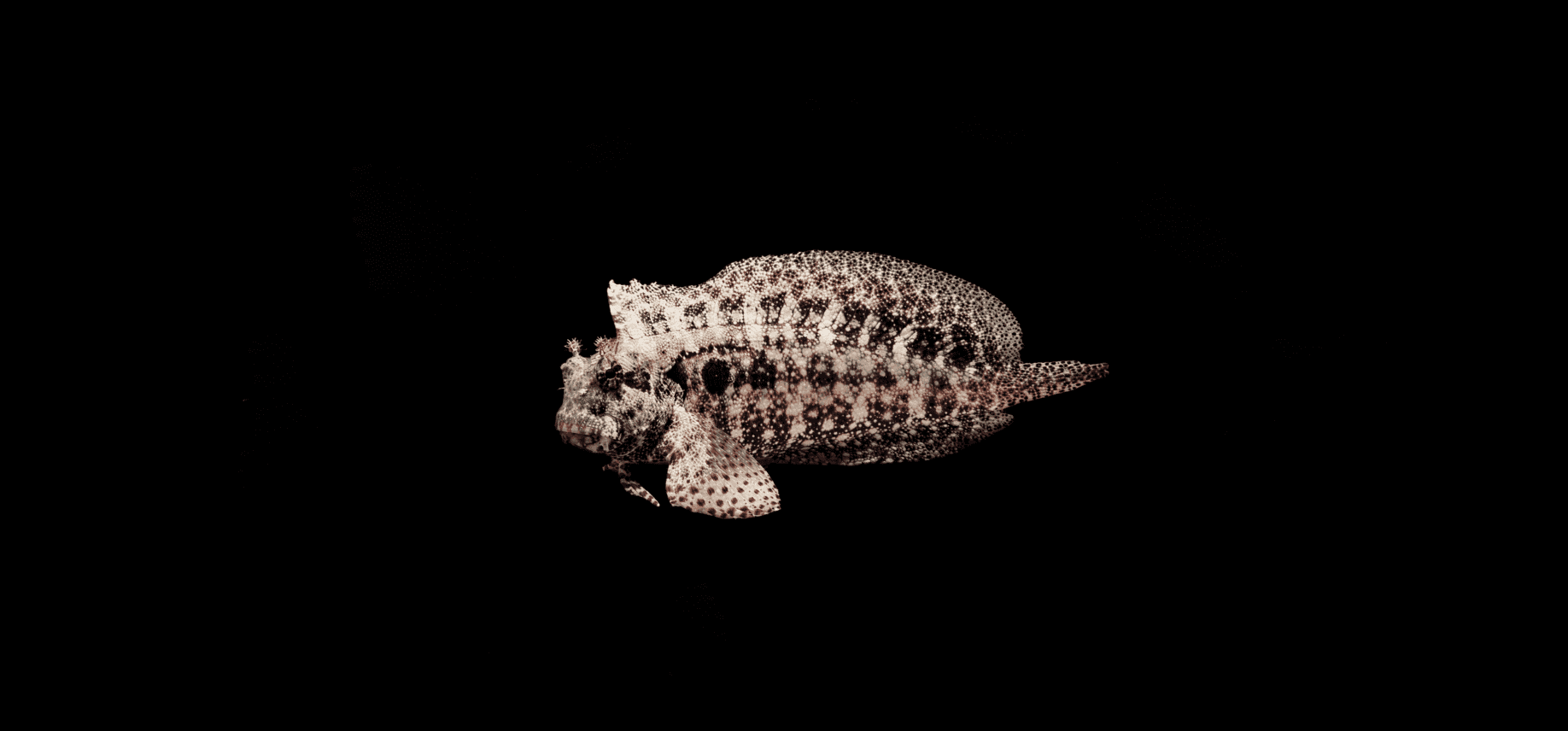 Seram Blenny