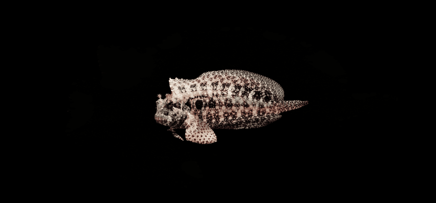 Seram Blenny