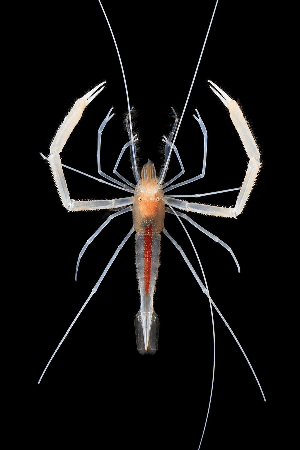 Flameback Cave Coral Banded Shrimp