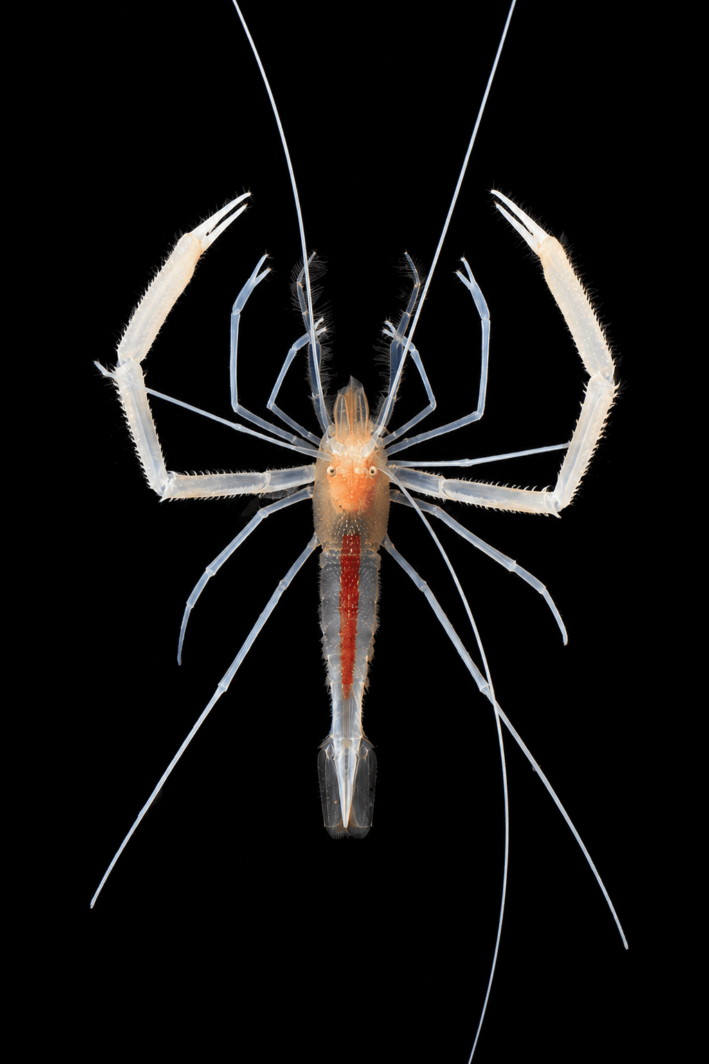 Flameback Cave Coral Banded Shrimp