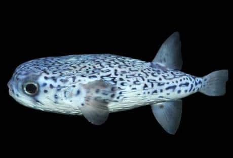 Blue Pelagic Porcupine Puffer