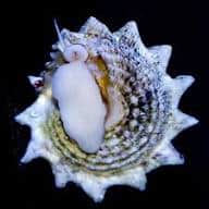 Spiny Astrea Snail