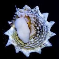 Spiny Astrea Snail