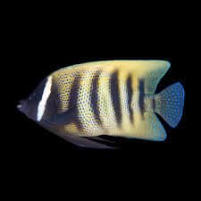 Six Bar Angelfish