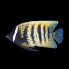 Six Bar Angelfish