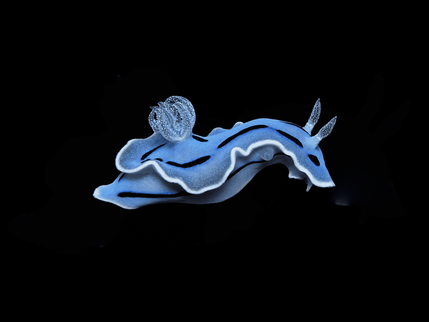 Wallani Nudibranch