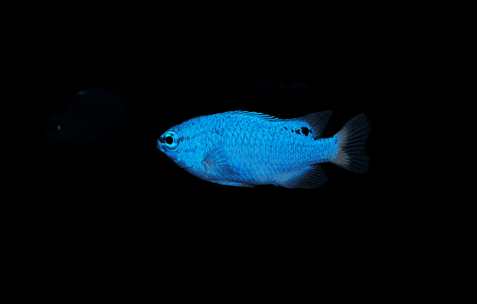 Blue Devil Damselfish