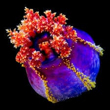 Sea Apple