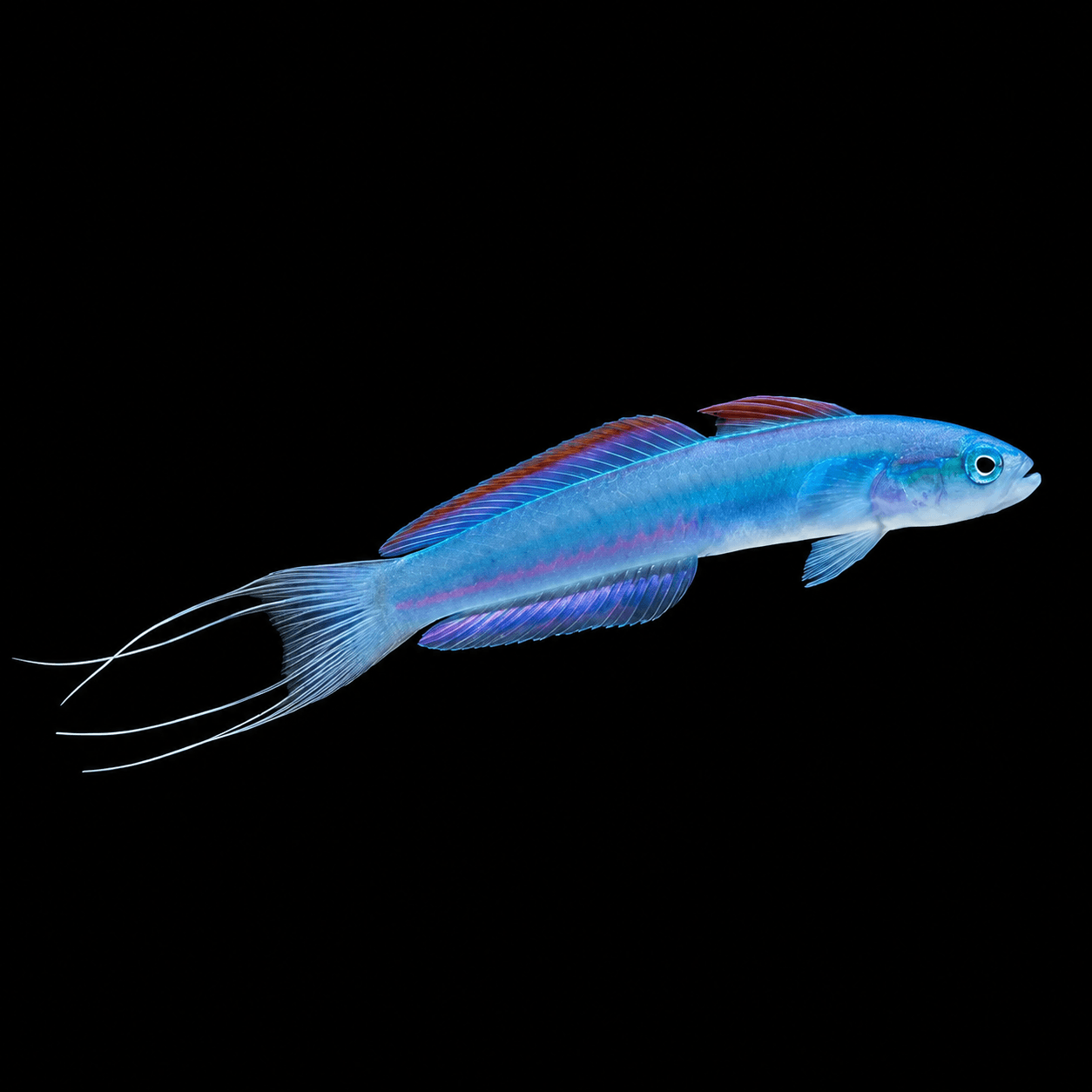 Blue Lyretail Dartfish