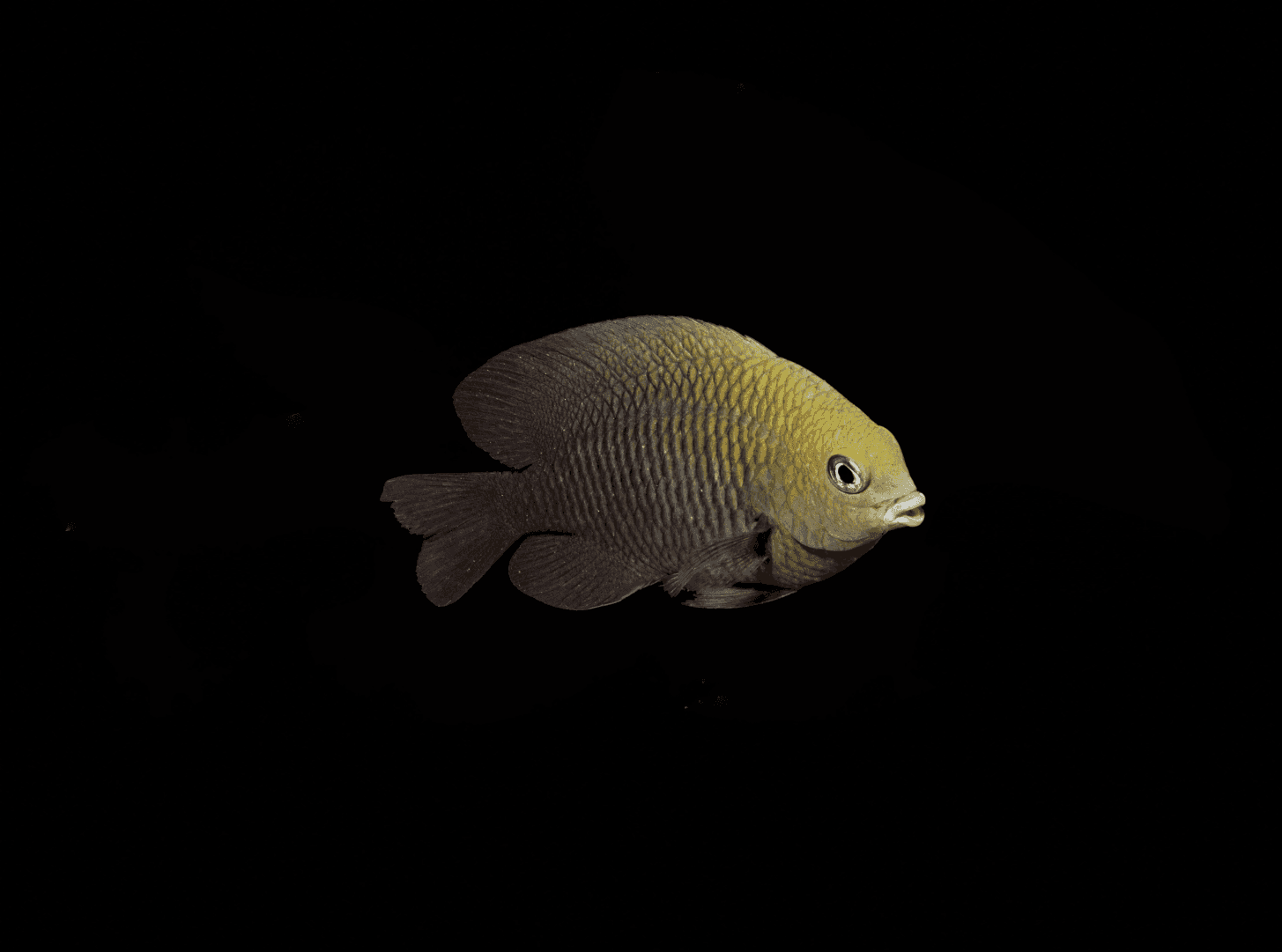 Assorted Mystery Damselfish