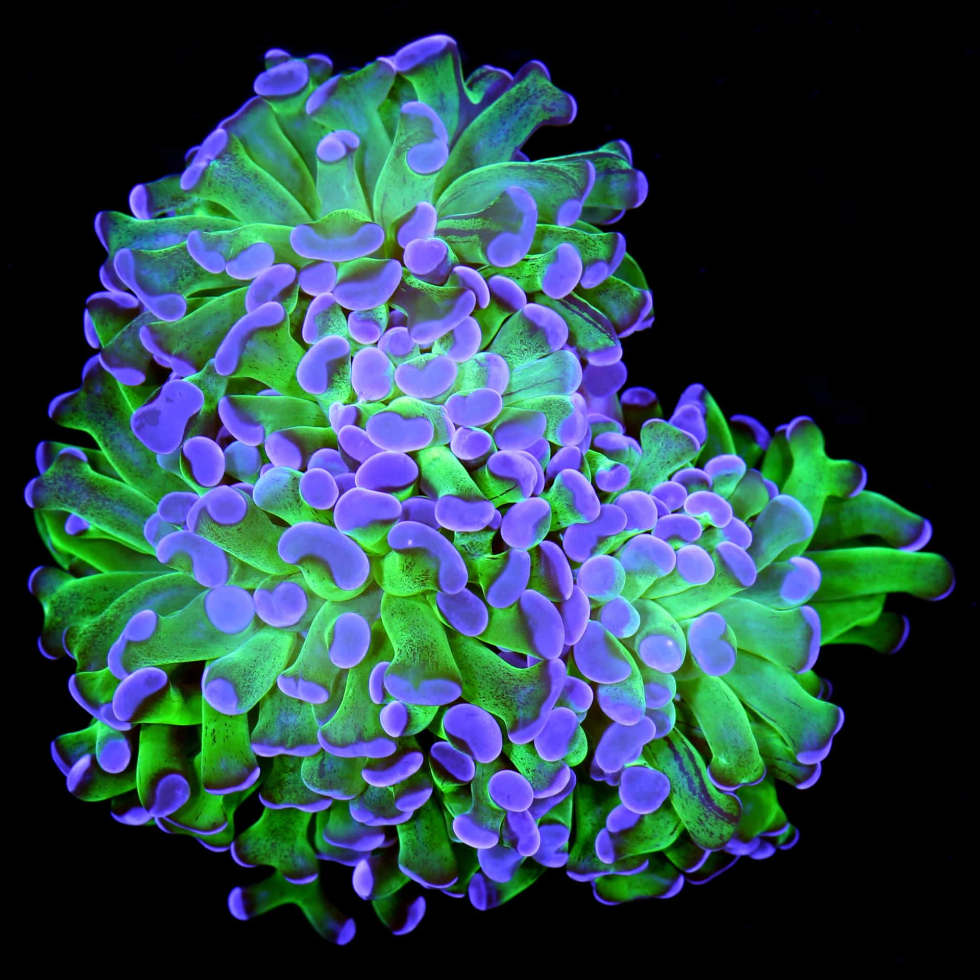 Purple Tipped Hammer Coral