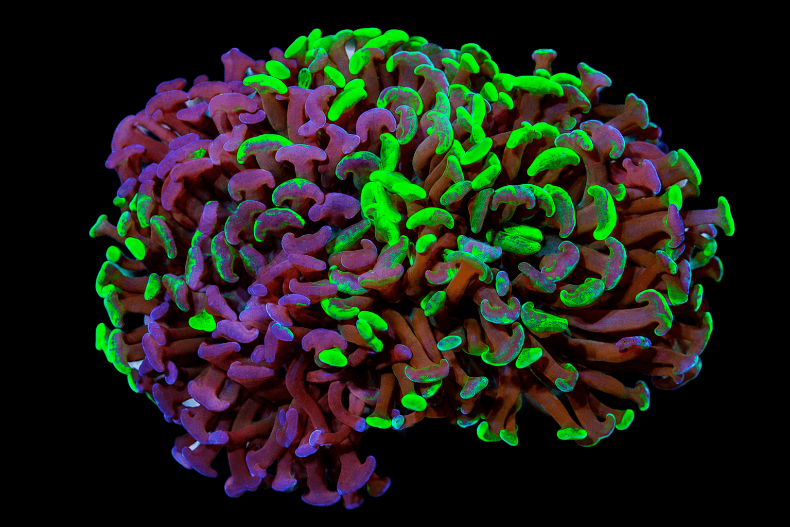 Mixed Color Hammer Coral