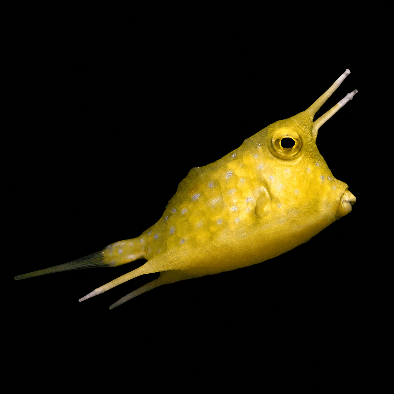 Adult Long Horn Cowfish