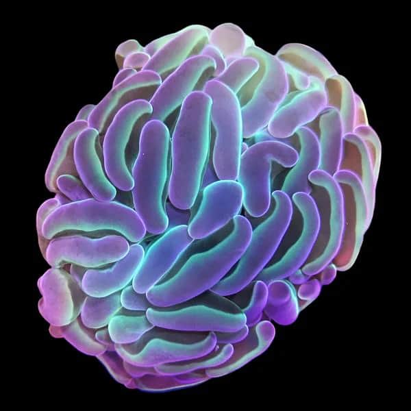 Hologram Hammer Coral