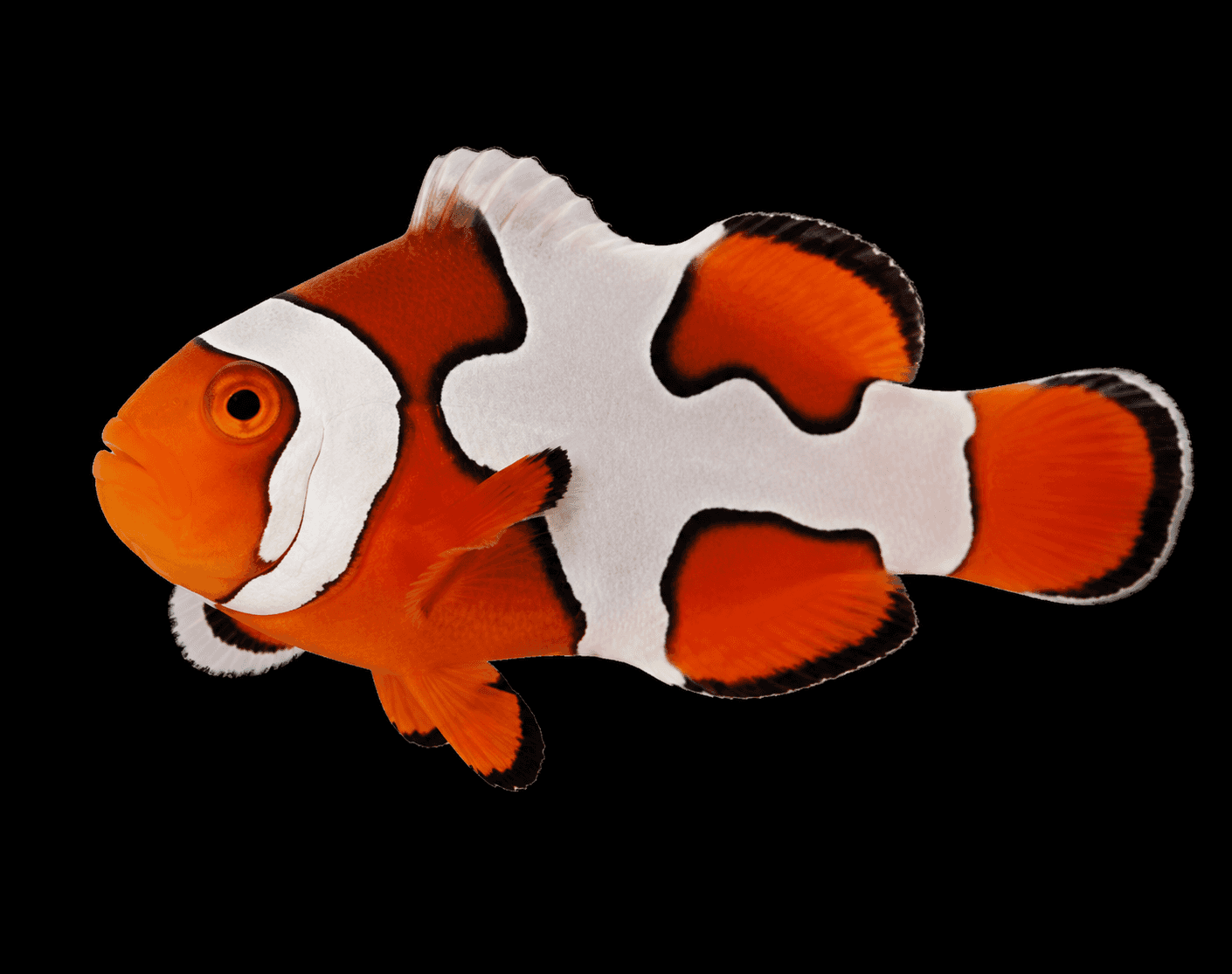 Premium Picasso Clownfish