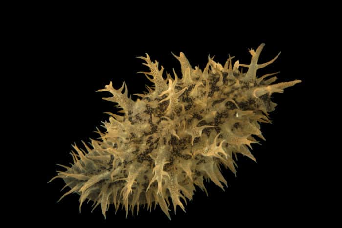 Frilly Sea Hare