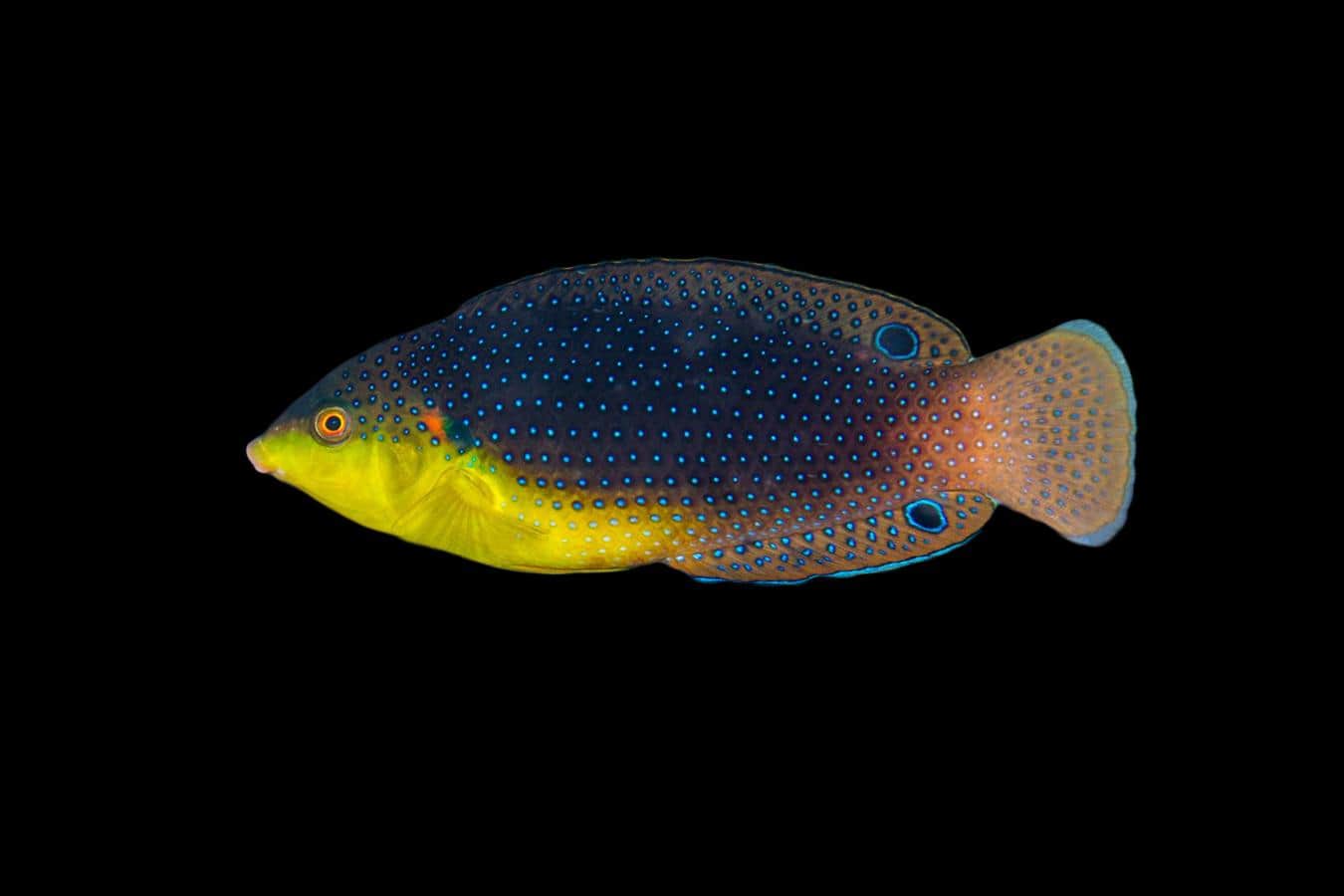 Yellow Breast Twist Wrasse