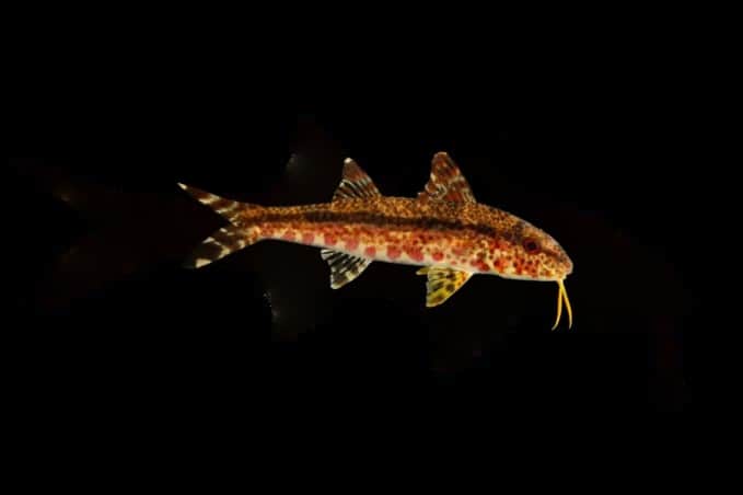 Freckled Goatfish