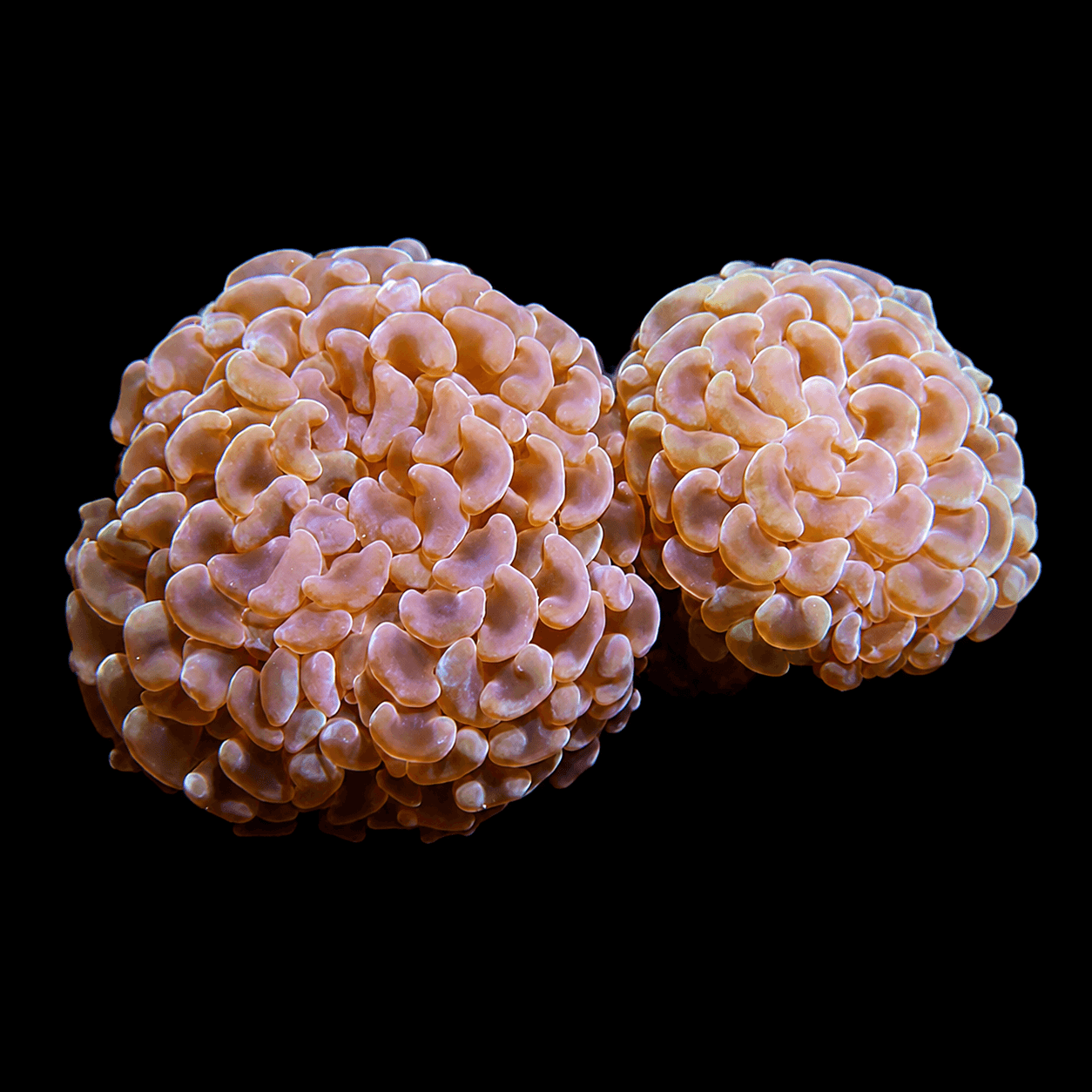 Orange Branching Hammer Coral