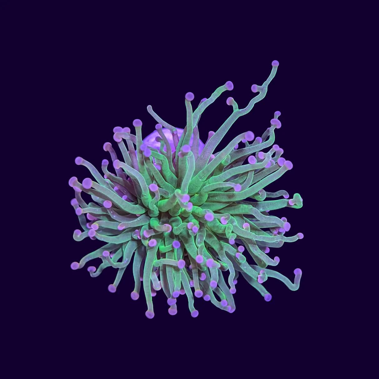 Pink Tipped Torch Coral