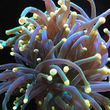 Yellow Tipped Torch Coral