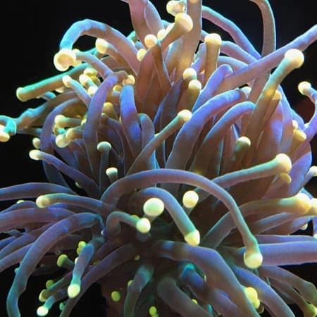 Yellow Tipped Torch Coral