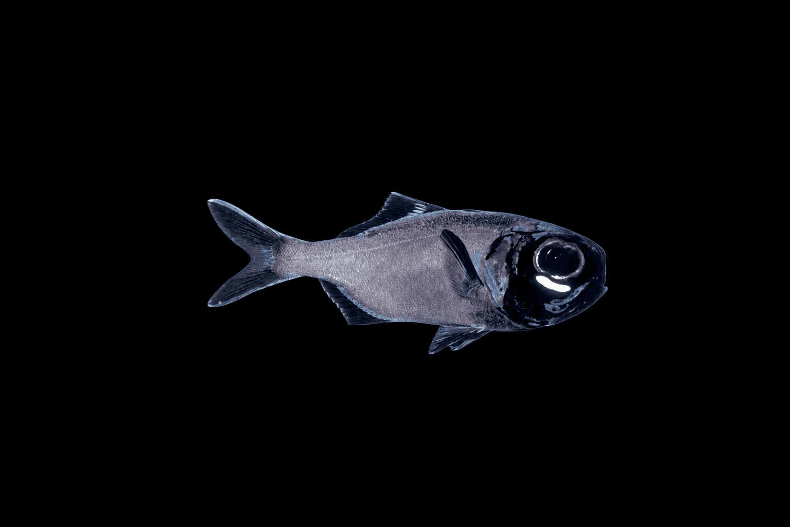 Lantern Fish